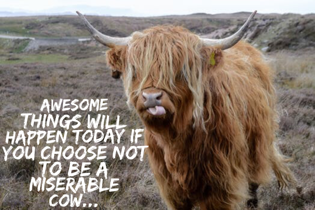 do-not-be-a-miserable-cow-life-is-too-short-self-confidence-101