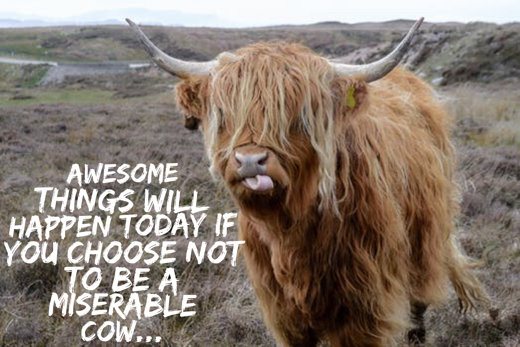 Do not be a miserable cow…life is too short